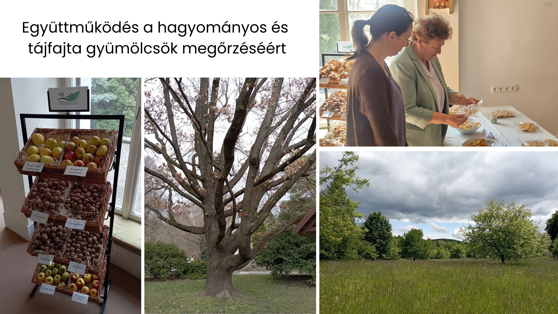 együttműködés a hagyományos és tájfajta gyümölcsök megőrzéséért_260320111841.jpg